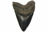 Serrated, Upper Megalodon Tooth - Nice Enamel #125931-1